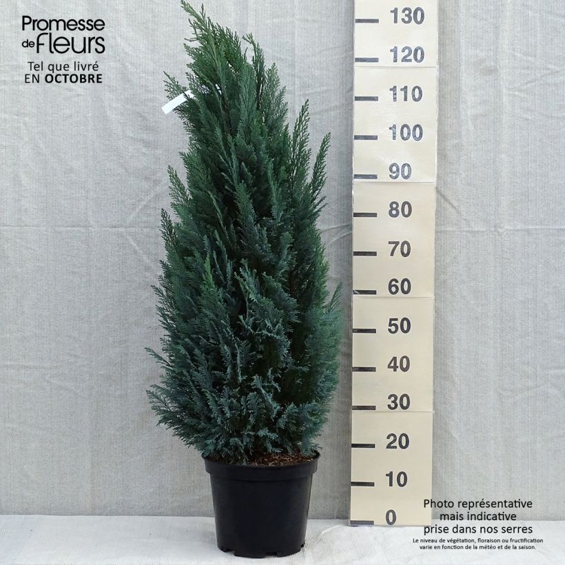 Exemplar von Chamaecyparis lawsoniana Elwoodii - Cyprès de Lawson en pot de 7,5L/10L wie im Herbst geliefert