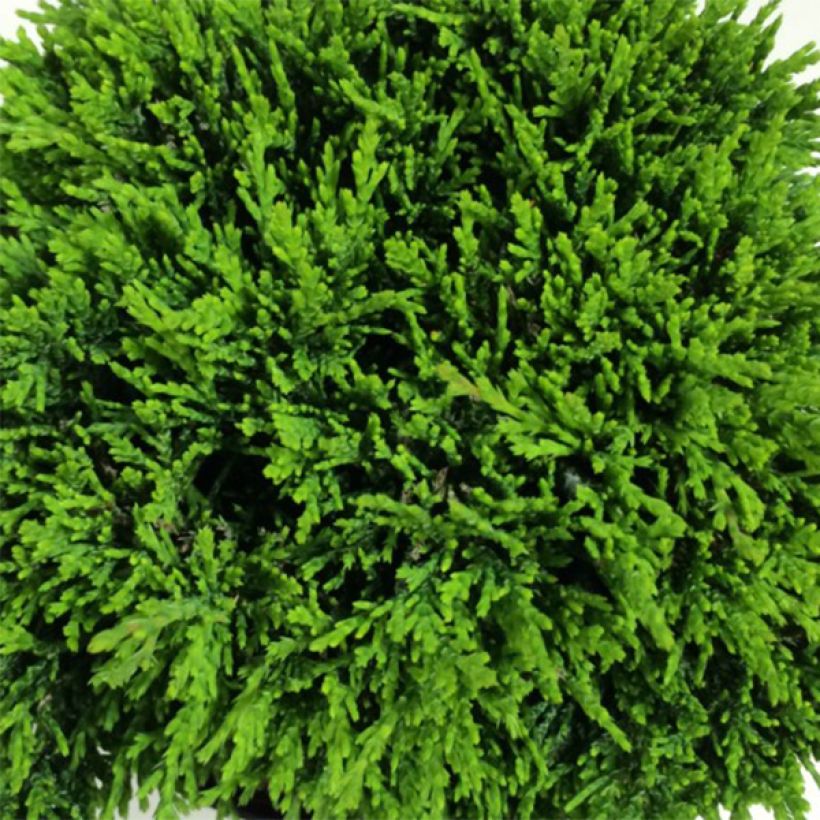 Chamaecyparis lawsoniana Green Globe (Laub)