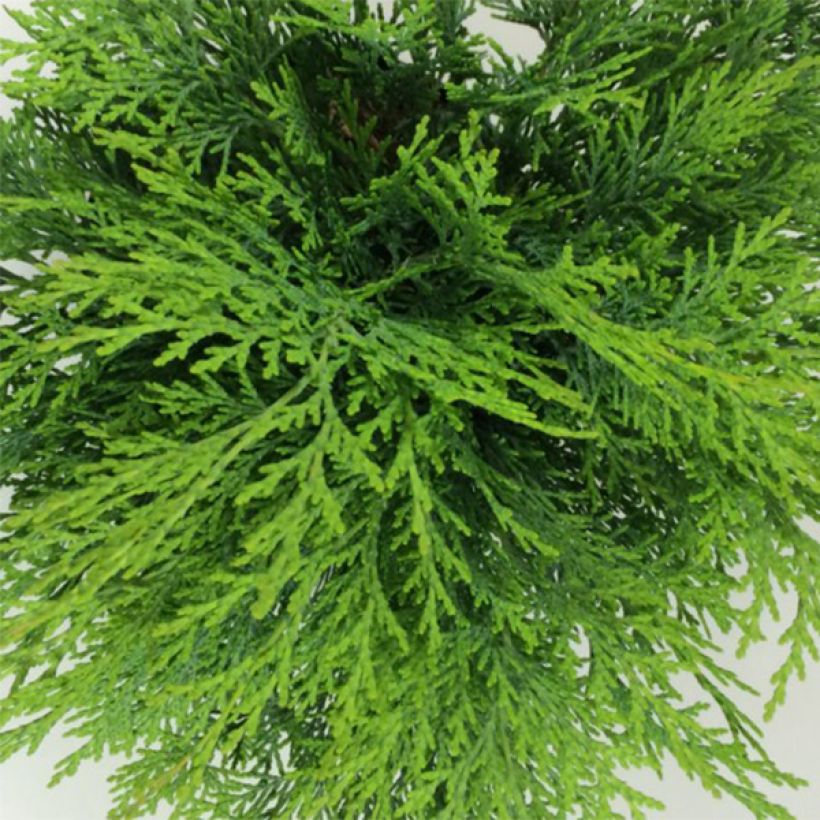 Chamaecyparis lawsoniana Mini Globus (Laub)