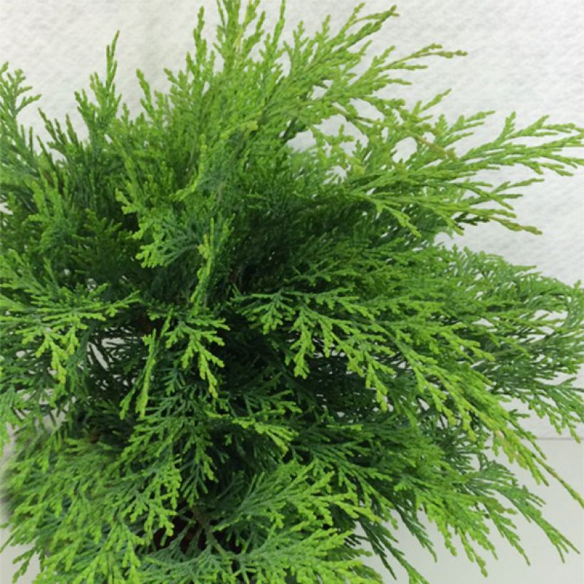 Chamaecyparis lawsoniana Mini Globus (Hafen)