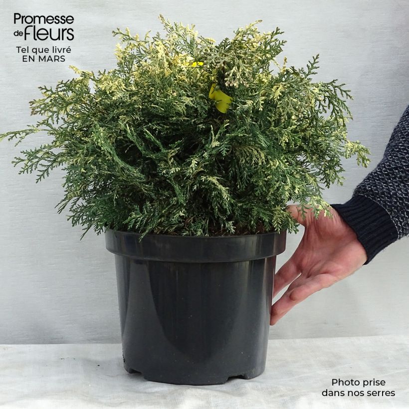 Exemplar von Chamaecyparis lawsoniana Pearly Swirls - Cyprès de Lawson en pot de 7,5/10L wie im Winter geliefert