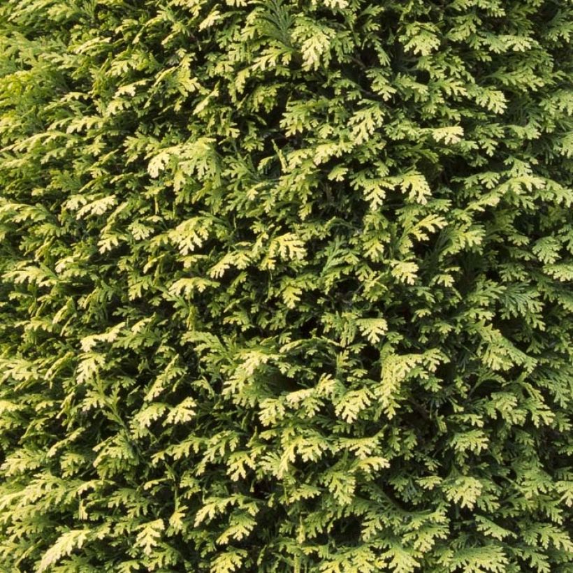 Chamaecyparis lawsoniana Stardust (Laub)