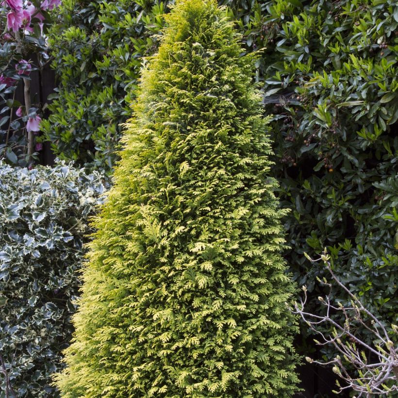 Chamaecyparis lawsoniana Stardust (Hafen)