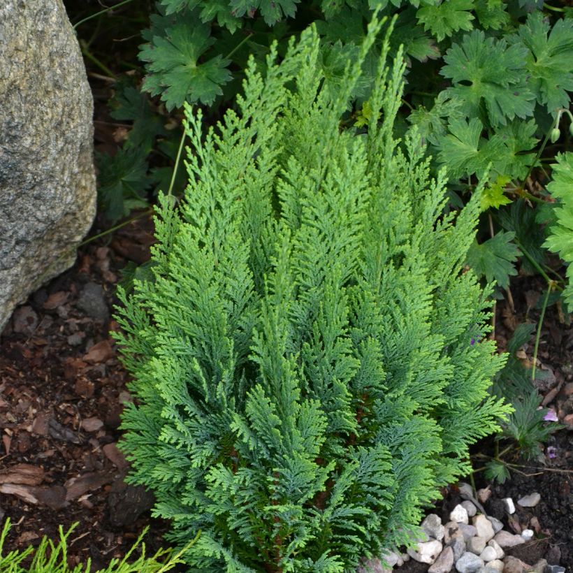 Chamaecyparis lawsoniana White Spot (Hafen)