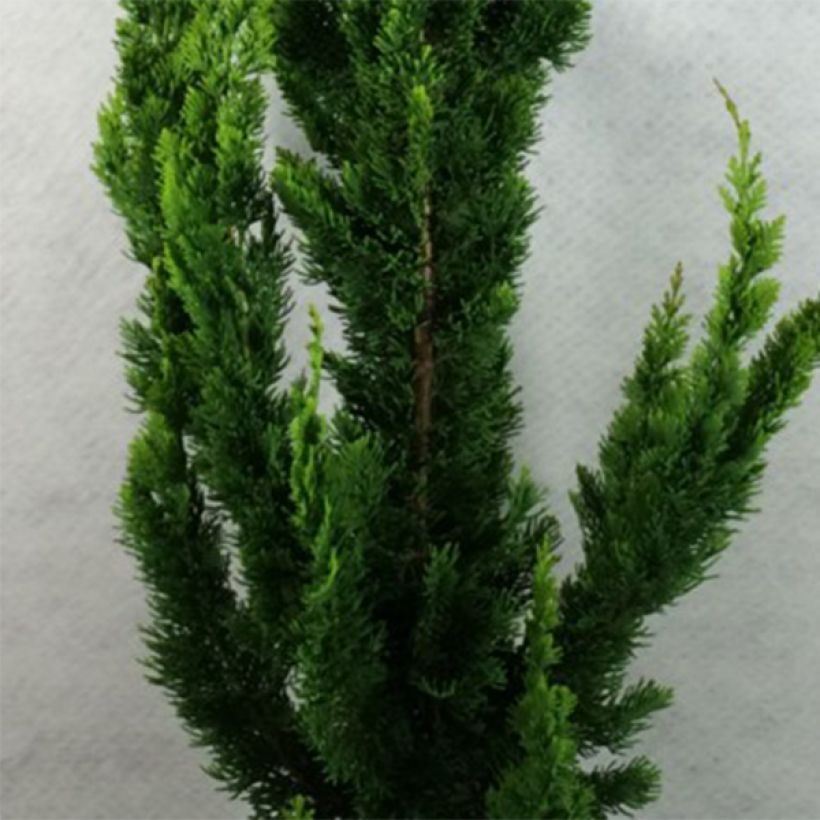 Chamaecyparis lawsoniana Yellow Spire (Laub)