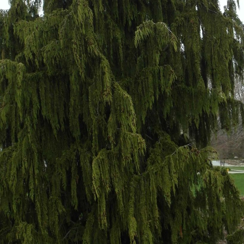 Chamaecyparis nootkatensis Pendula (Laub)