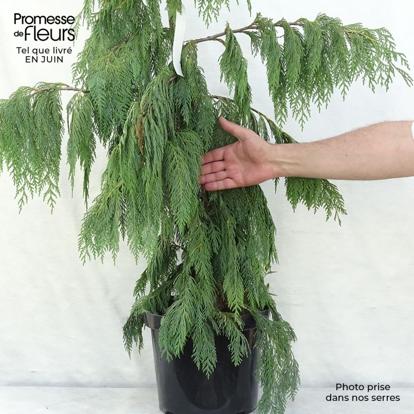 Exemplar von Chamaecyparis nootkatensis Pendula wie im Sommer geliefert