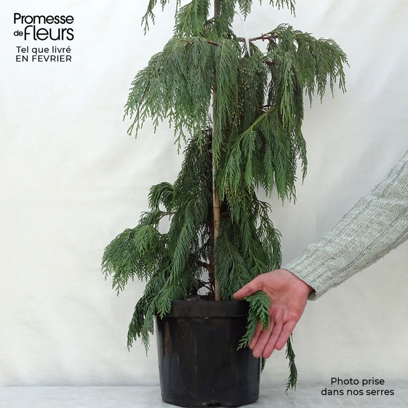 Exemplar von Chamaecyparis nootkatensis Pendula - Cyprès de Nootka pleureur Pot de 7,5L/10L wie im Winter geliefert