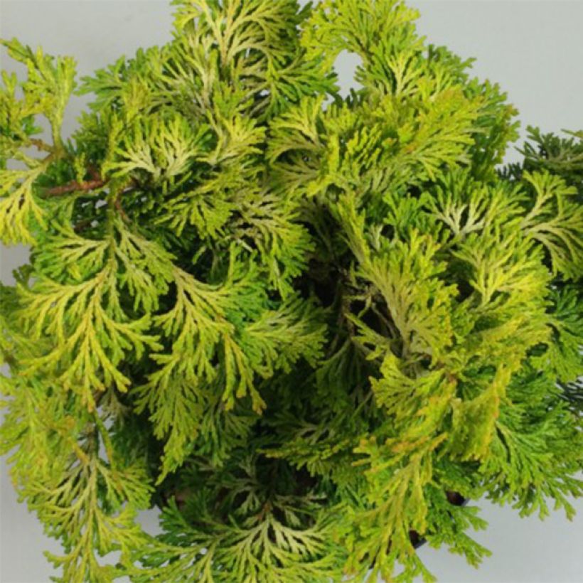 Chamaecyparis obtusa Aurea (Laub)