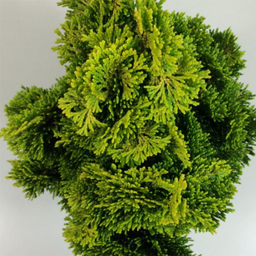 Chamaecyparis obtusa Aurora (Laub)