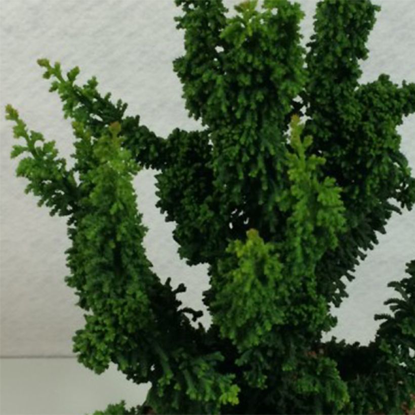 Chamaecyparis obtusa Chirimen (Laub)