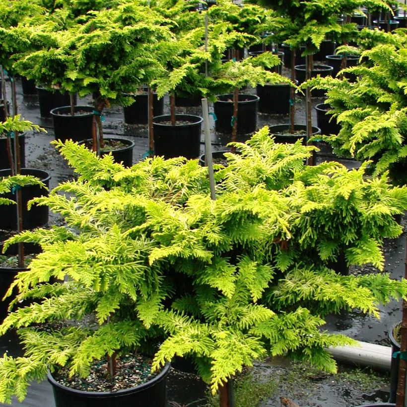 Chamaecyparis obtusa Fernspray Gold (Hafen)