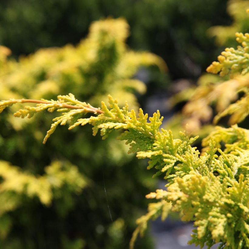 Chamaecyparis obtusa Fernspray Gold (Laub)