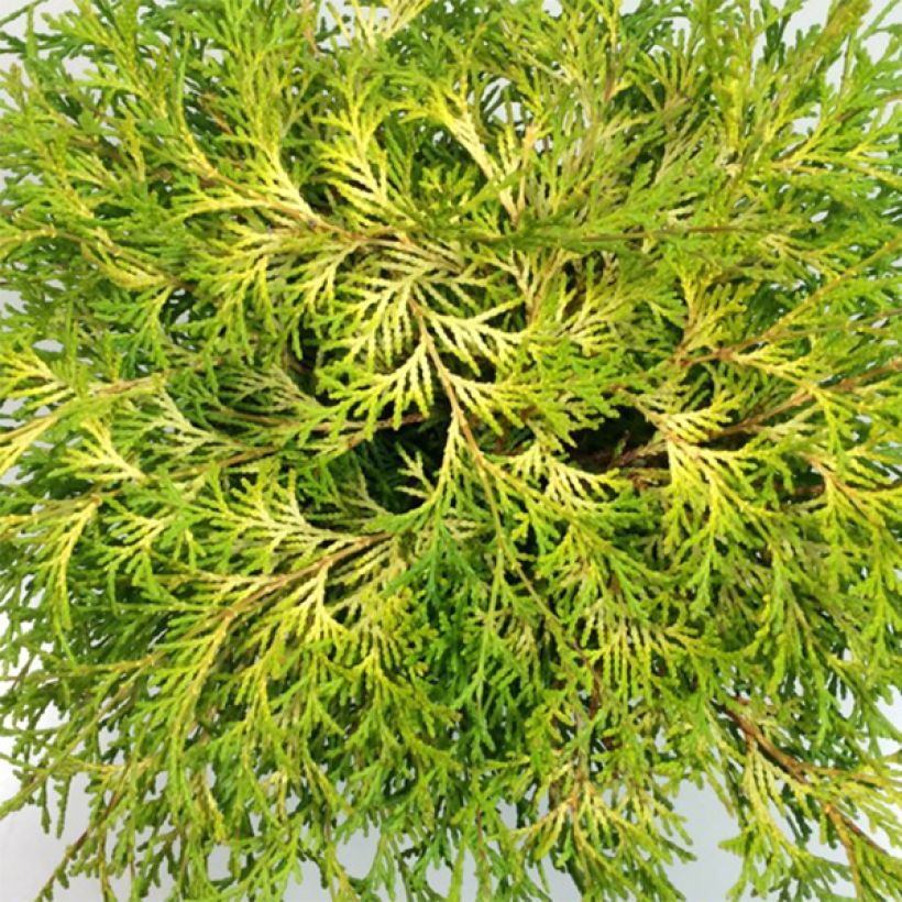 Chamaecyparis obtusa Kamarachiba (Laub)