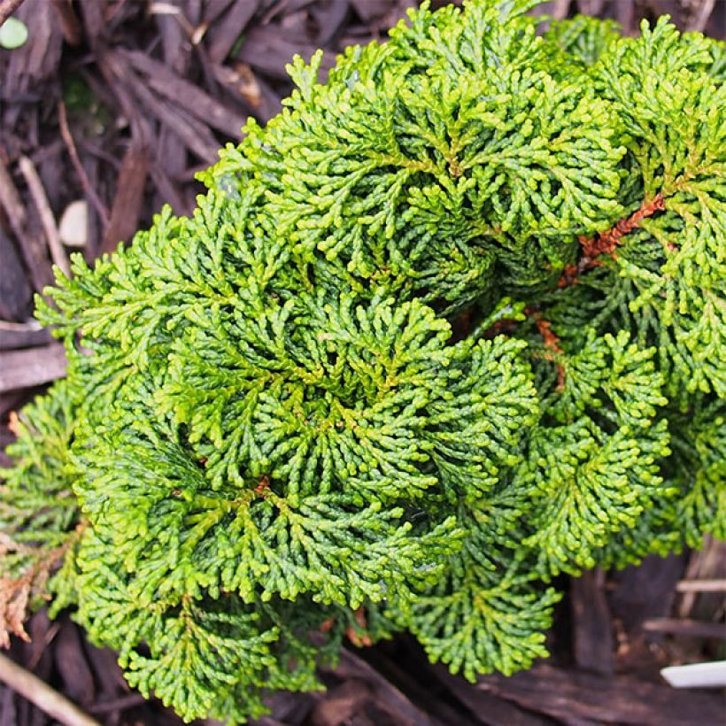 Chamaecyparis obtusa Kosteri (Hafen)