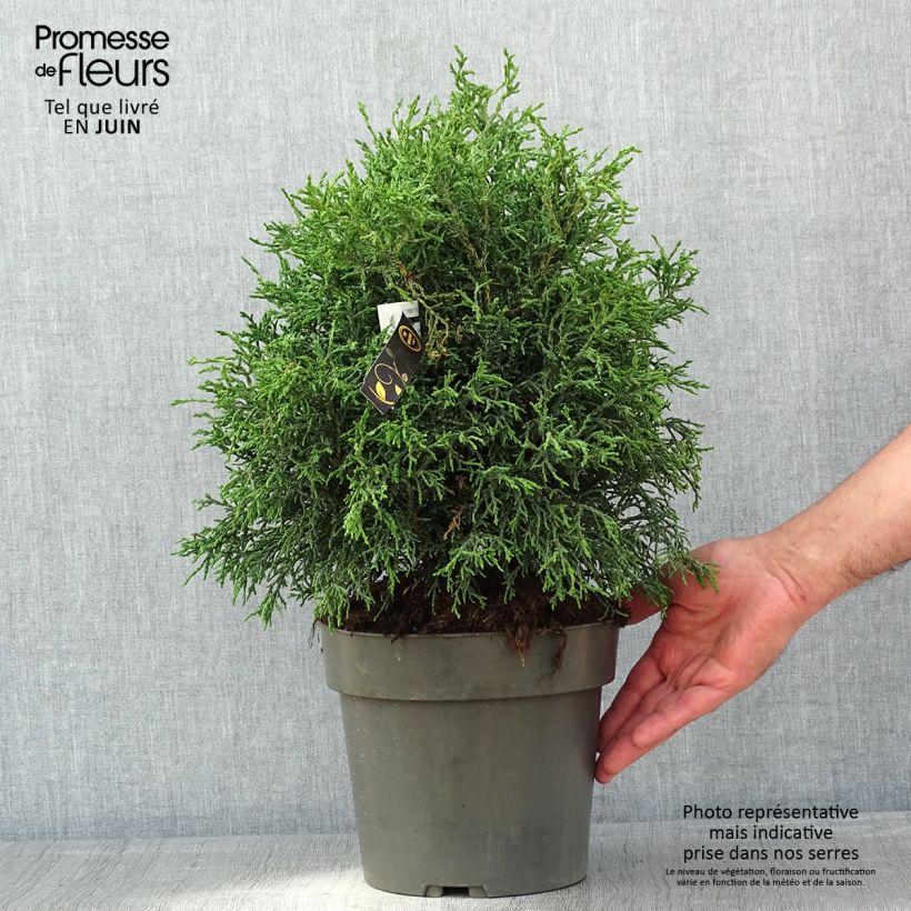 Exemplar von Chamaecyparis obtusa Lycopodioides - Faux cyprès hinoki du Japon - Pot de 4L/5L wie im Frühjahr geliefert