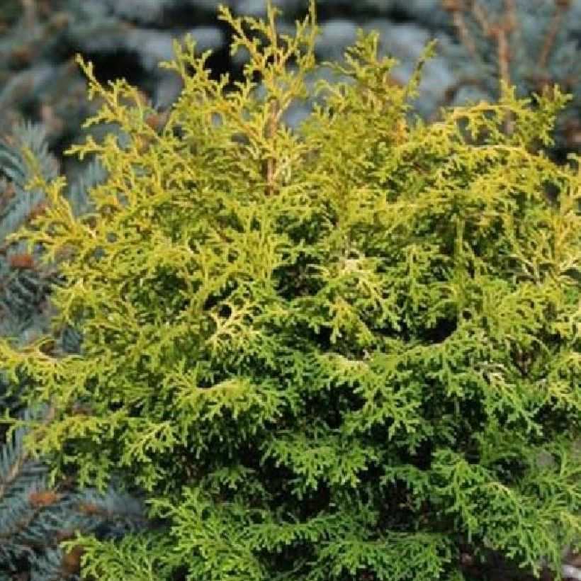 Chamaecyparis obtusa Melody (Laub)