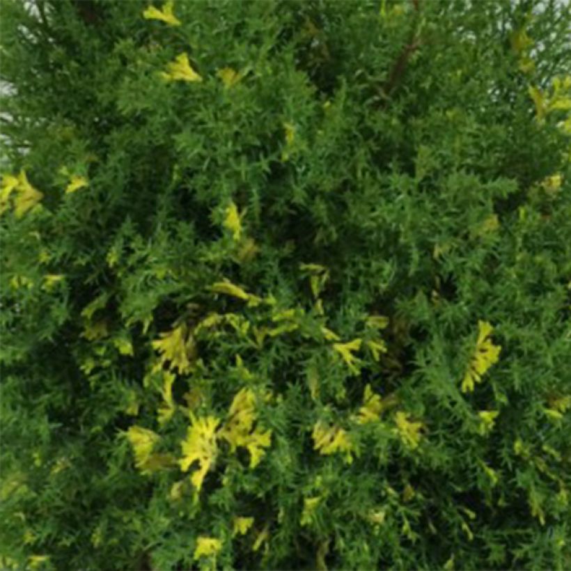 Chamaecyparis obtusa Saffron Spray (Laub)