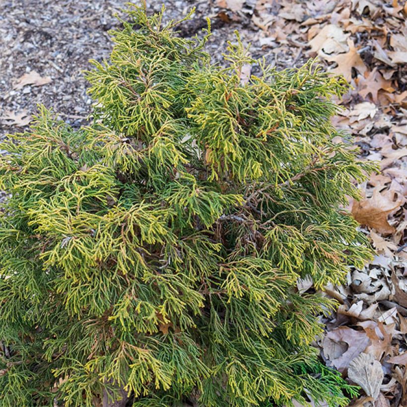 Chamaecyparis obtusa Tsatsumi Gold (Hafen)