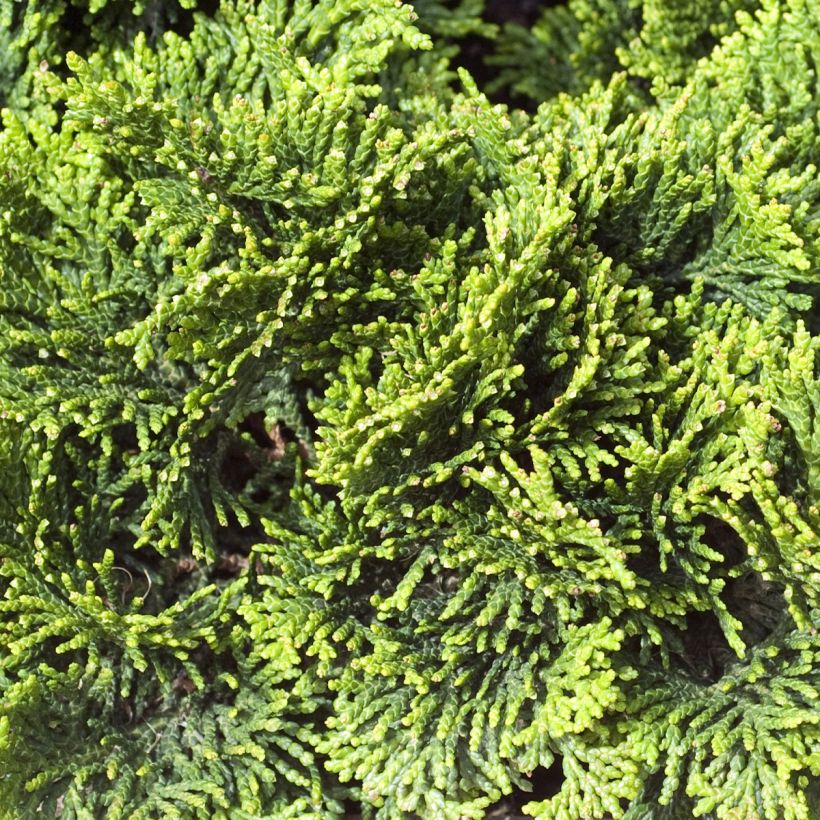 Chamaecyparis obtusa Contorta (Laub)