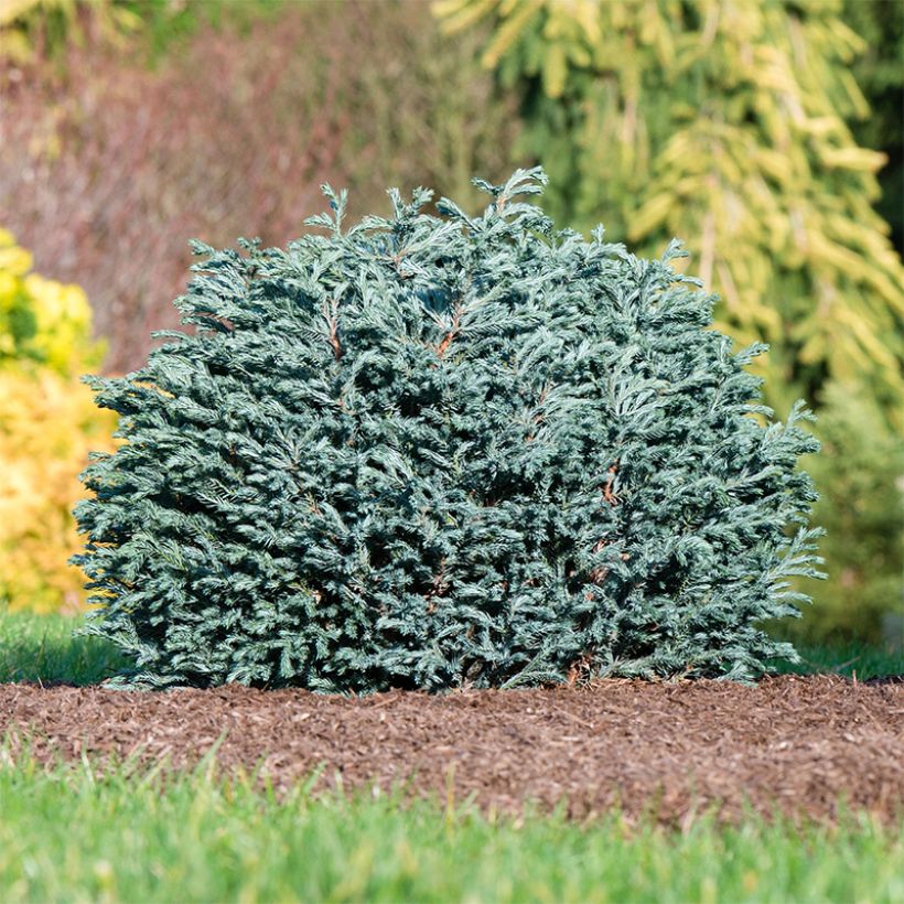 Chamaecyparis pisifera Blue Moon (Hafen)