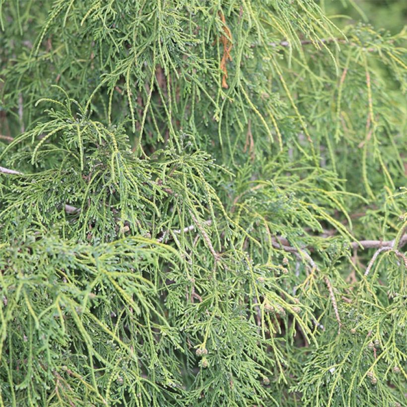 Chamaecyparis pisifera Filifera (Laub)