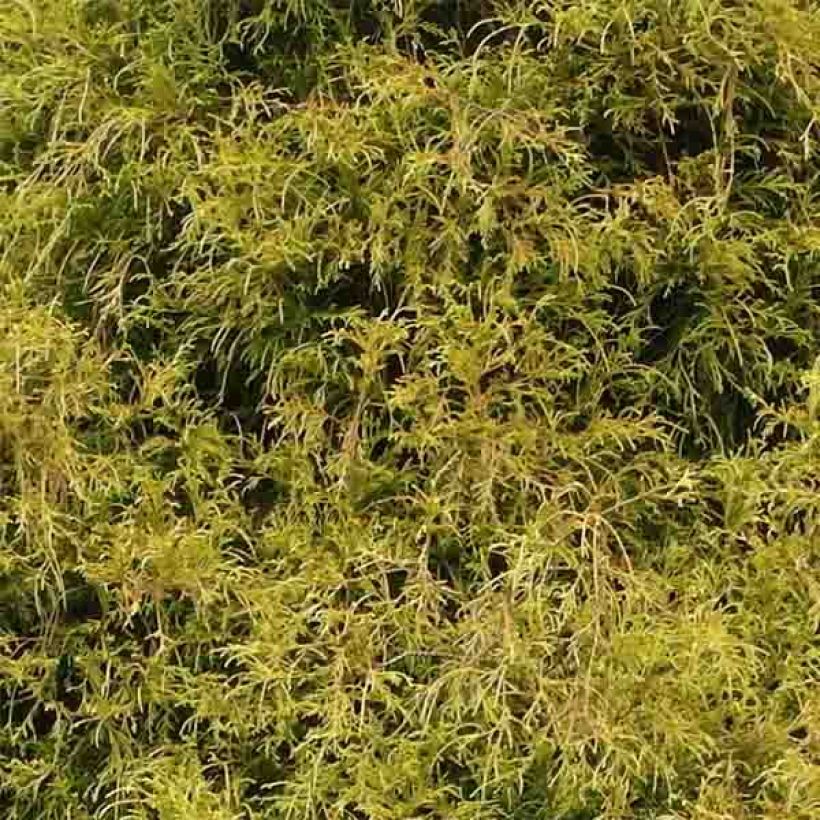 Chamaecyparis pisifera Golden Mop (Laub)