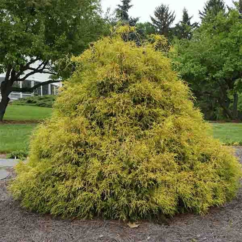 Chamaecyparis pisifera Golden Mop (Hafen)