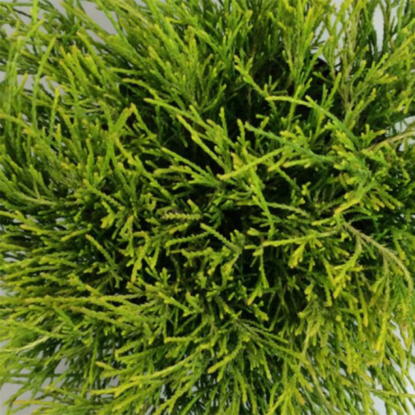 Chamaecyparis pisifera Kaatje (Laub)