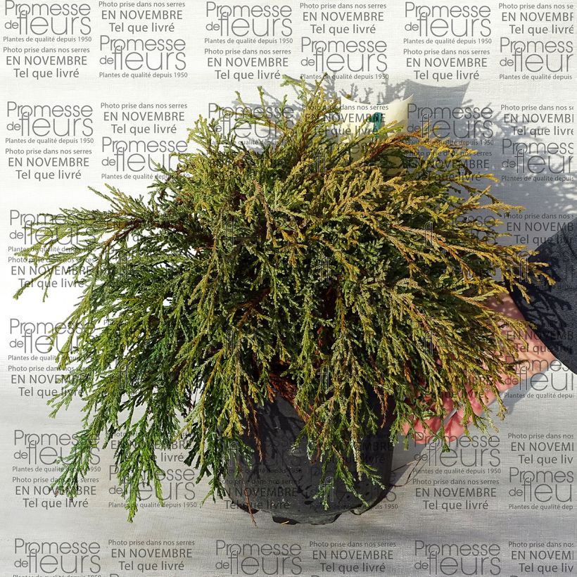 Beispiel eines Exemplars von Chamaecyparis pisifera Kaatje - Cyprès Sawara                   Pot de 2L/3L wie geliefert