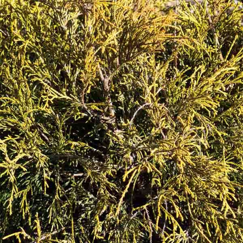 Chamaecyparis pisifera Sungold (Laub)