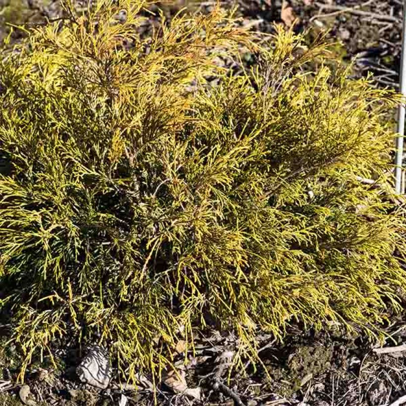 Chamaecyparis pisifera Sungold (Hafen)