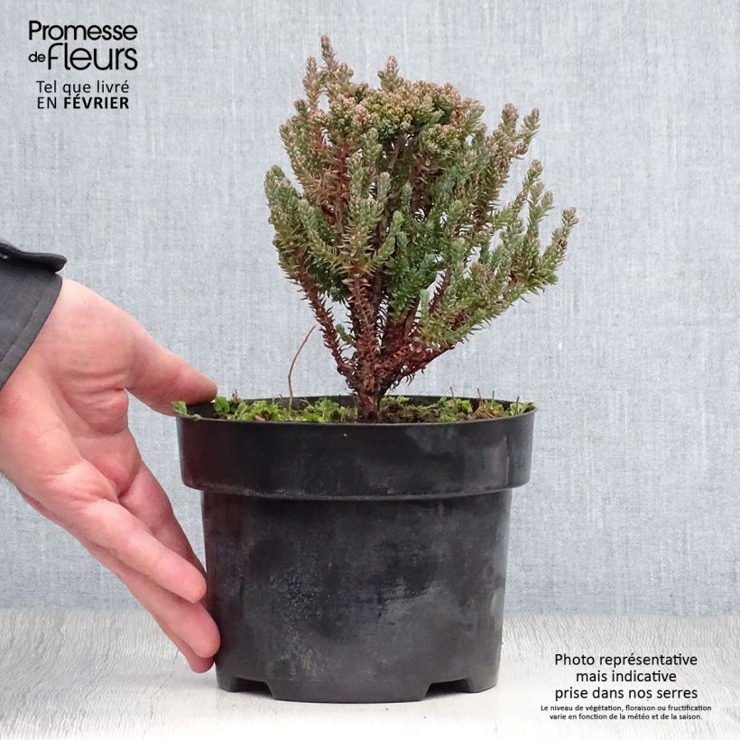 Exemplar von Chamaecyparis thyoides Blue Rock Pot de 2L/3L wie im Winter geliefert