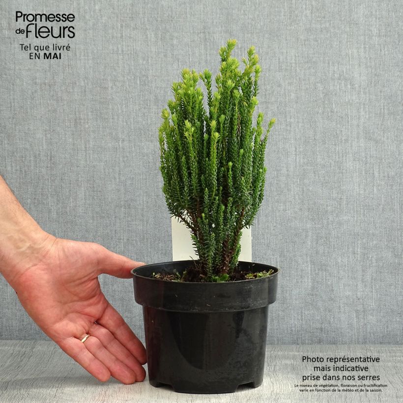 Exemplar von Chamaecyparis thyoides Blue Rock Pot de 2L/3L wie im Frühjahr geliefert