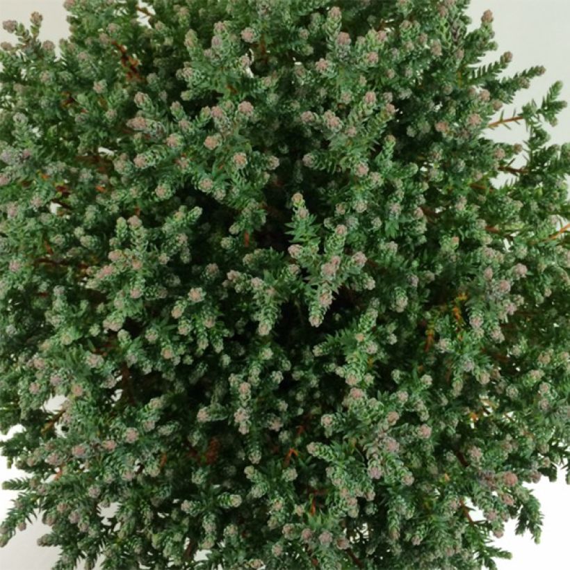 Chamaecyparis thyoides Blue Rock (Laub)