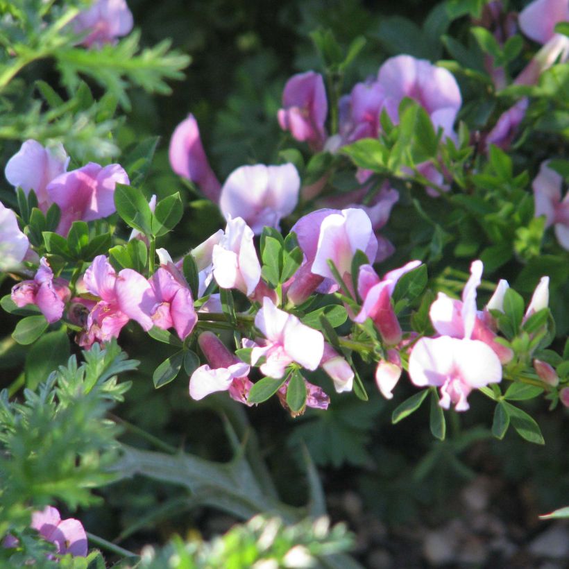 Chamaecytisus purpureus - Purpurroter Geißklee (Blüte)