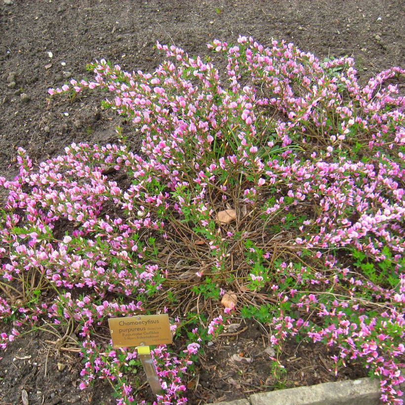 Chamaecytisus purpureus - Purpurroter Geißklee (Hafen)