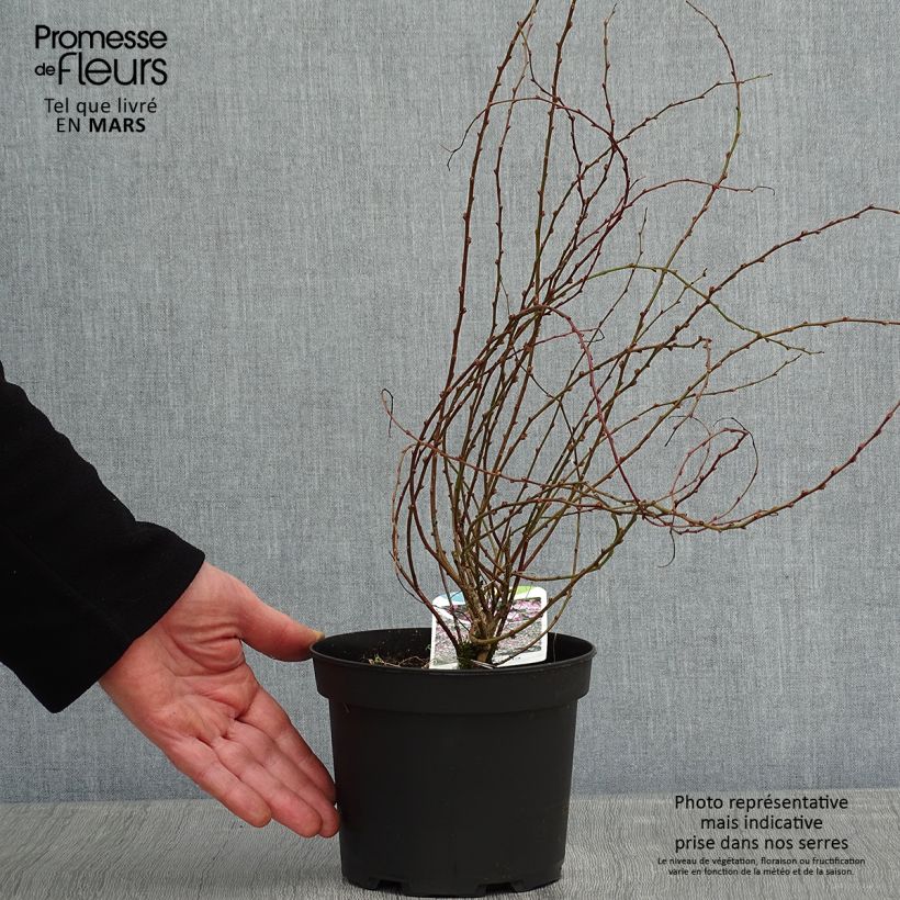 Exemplar von Chamaecytisus purpureus - Genêt pourpre Pot de 3L/4L wie im Winter geliefert