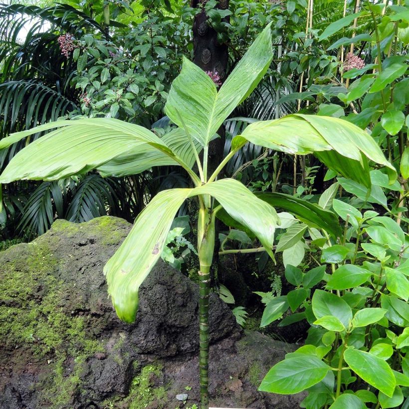 Chamaedorea ernesti-augusti - Xaté-Palme (Hafen)