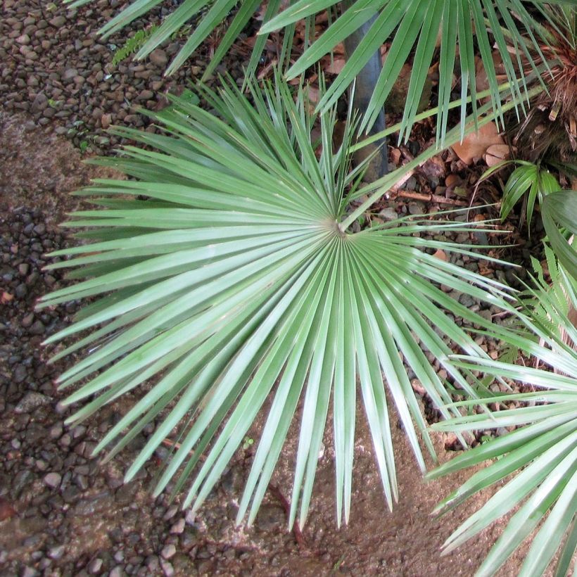 Chamaerops humilis - Zwergpalme (Laub)