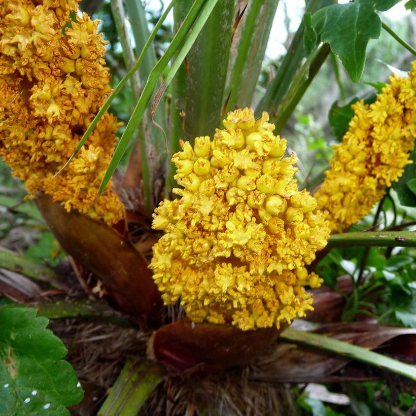 Chamaerops humilis - Zwergpalme (Blüte)