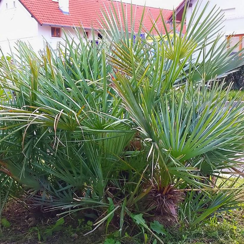 Chamaerops humilis var. cerifera - Zwergpalme (Laub)