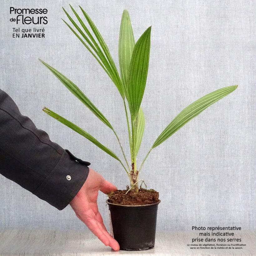 Exemplar von Chamaerops humilis - Palmier nain pot de 12 cm wie im Winter geliefert