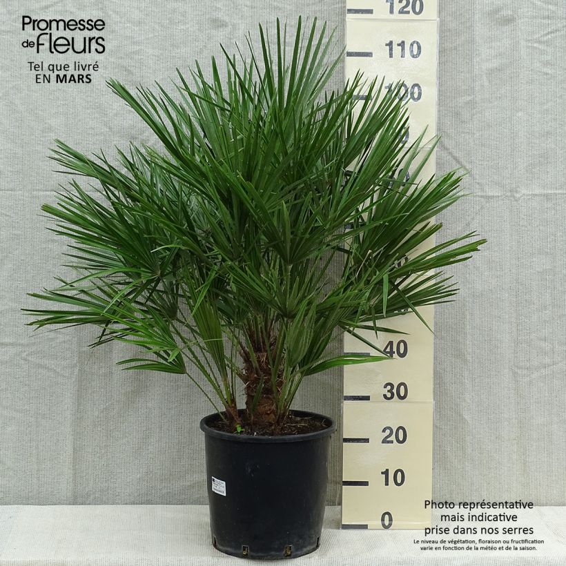 Exemplar von Chamaerops humilis - Zwergpalme wie im Herbst geliefert