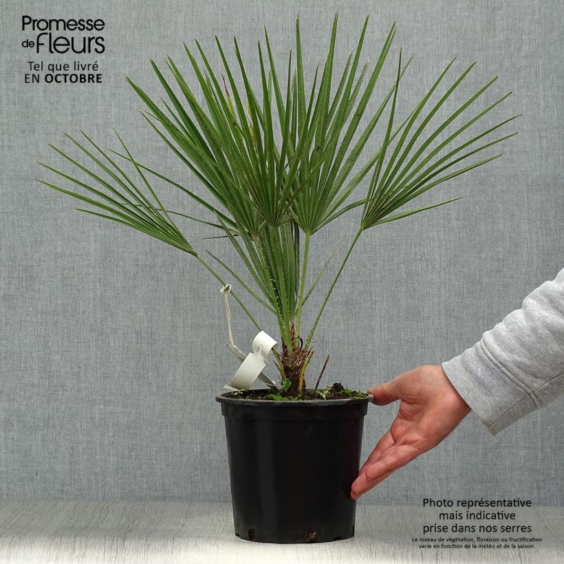 Exemplar von Chamaerops humilis - Zwergpalme wie im Herbst geliefert