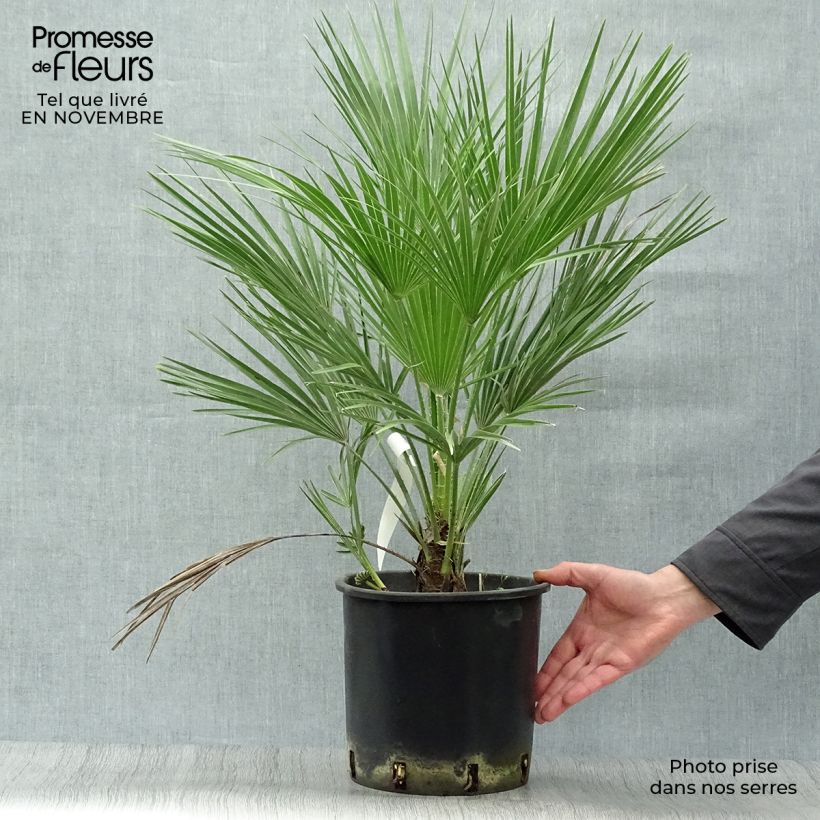 Exemplar von Chamaerops humilis - Zwergpalme wie im Herbst geliefert