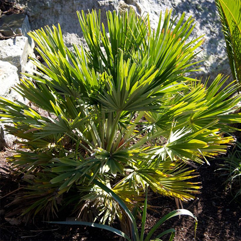 Chamaerops humilis Vulcano - Zwergpalme (Hafen)