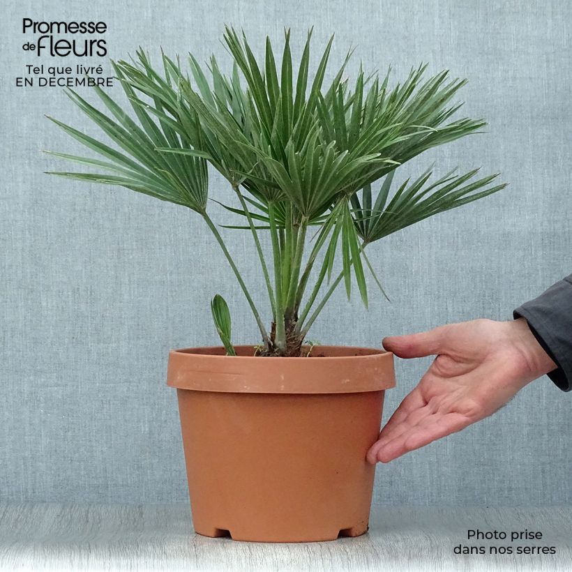 Exemplar von Chamaerops humilis Vulcano - Palmier nain en pot de 4/5 litres wie im Winter geliefert