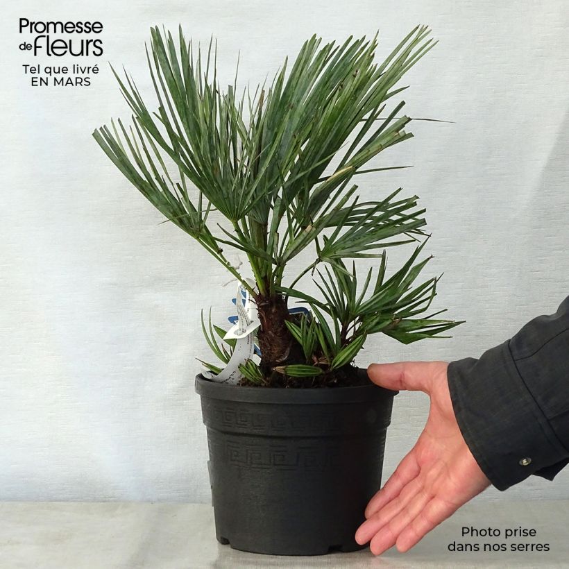 Exemplar von Chamaerops humilis cerifera - Palmier nain bleuté en pot de 3L/4L wie im Frühjahr geliefert