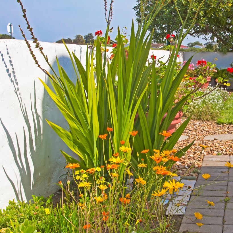 Chasmanthe floribunda - Rachenlilie (Hafen)